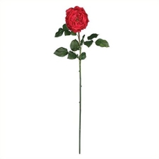 Rose Stems