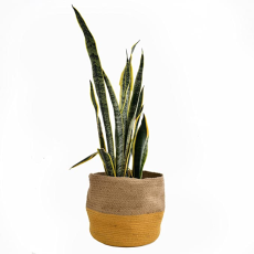 Maati Jute Planter Pots